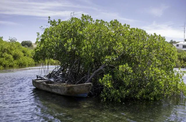 Hotel Sava Salinas excursion mangrove